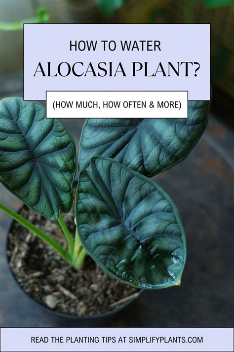 moisture meter chart for alocasia|how much water for alocasia.